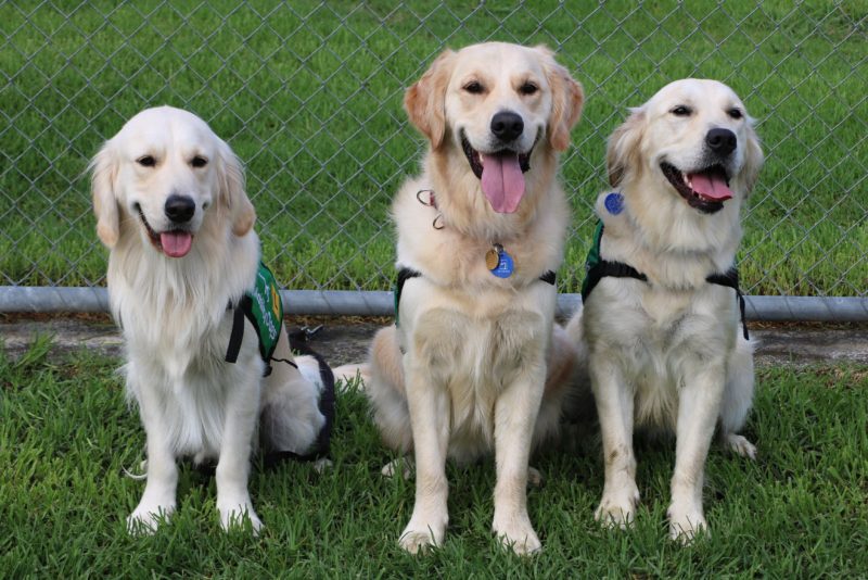 Mobility Dogs Charitable Trust