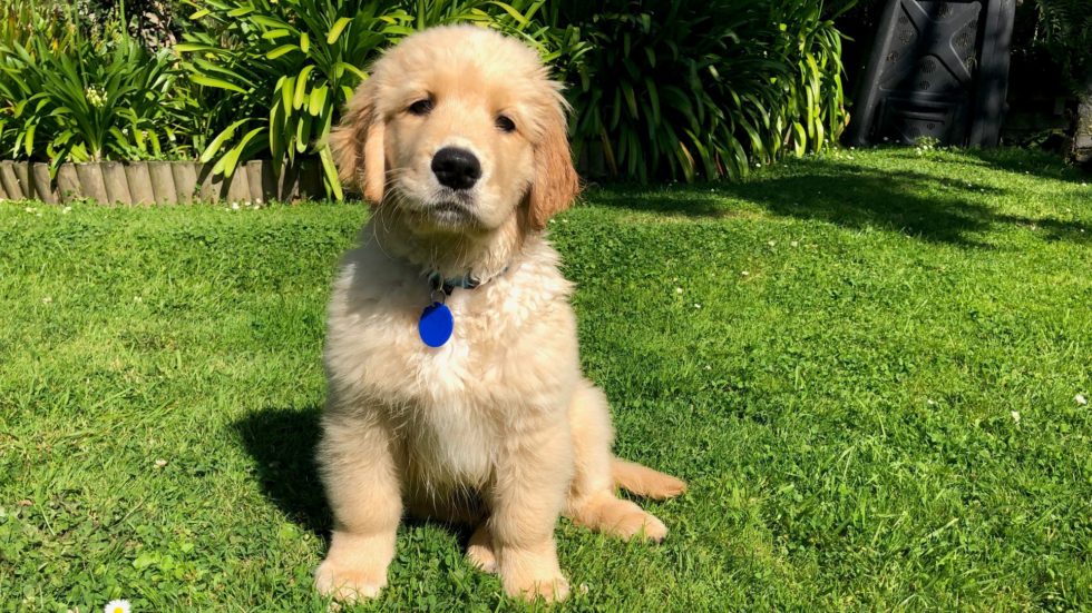 Puppy Raising Dalton Mobility Dogs