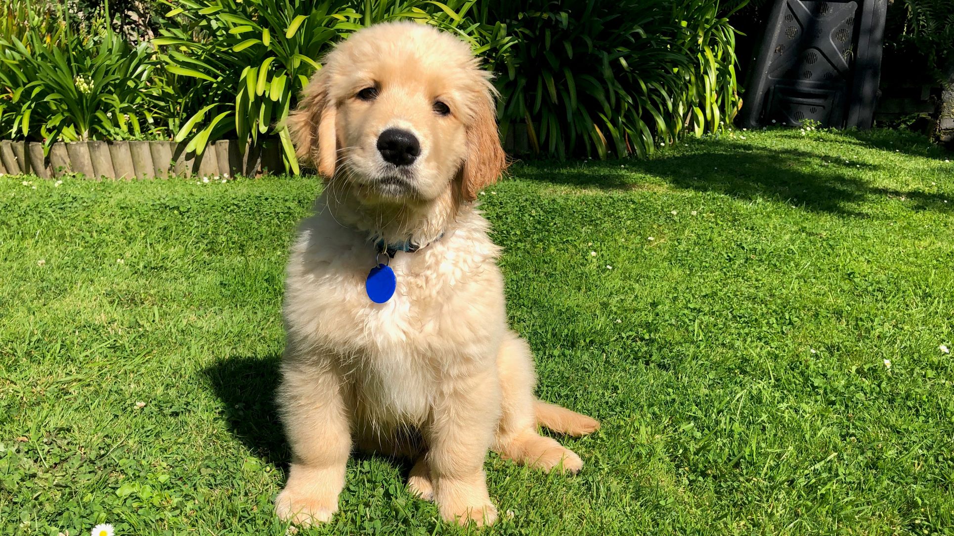 Mobility Dogs Charitable Trust