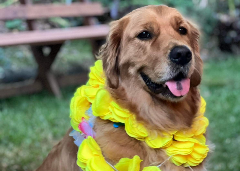 Denny the companion dog wearing a yellow flower necklace