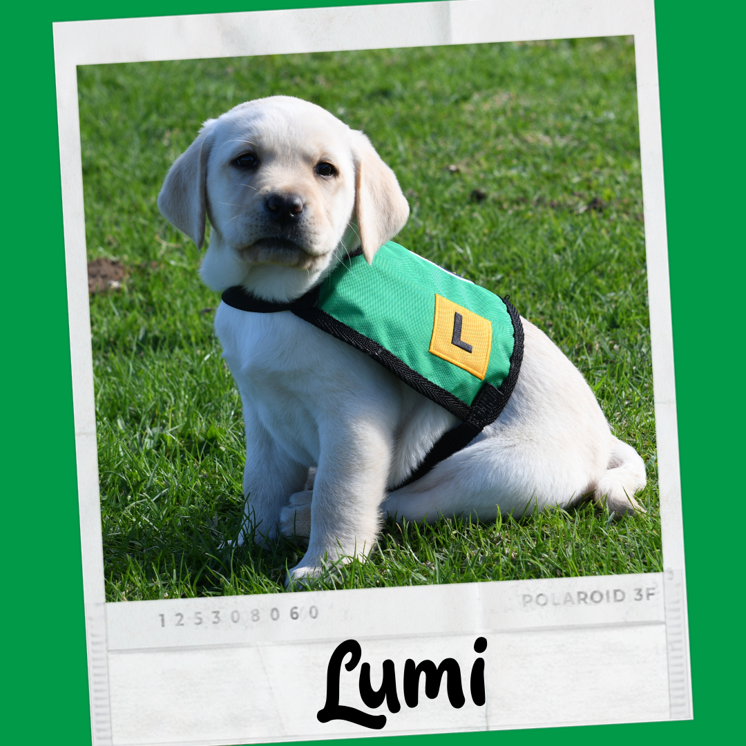 Lumi_website