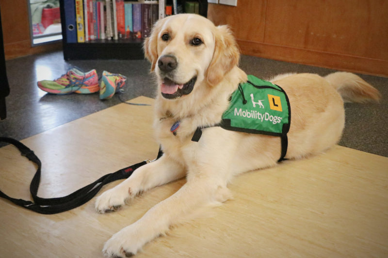 Mobility Dogs: Charitable Trust