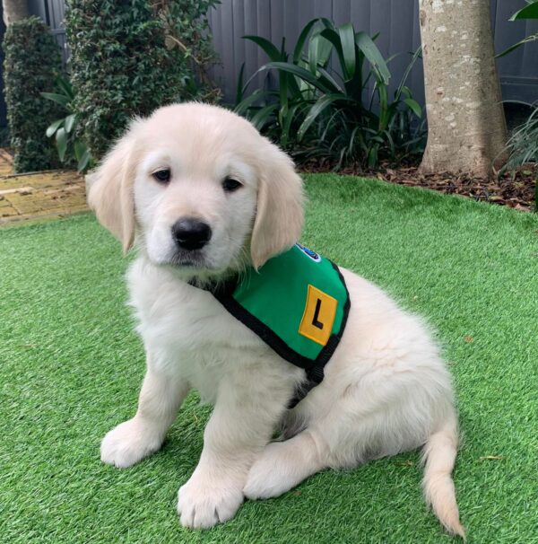 Small golden retriever puppy wearing a Mobility Dogs jacket