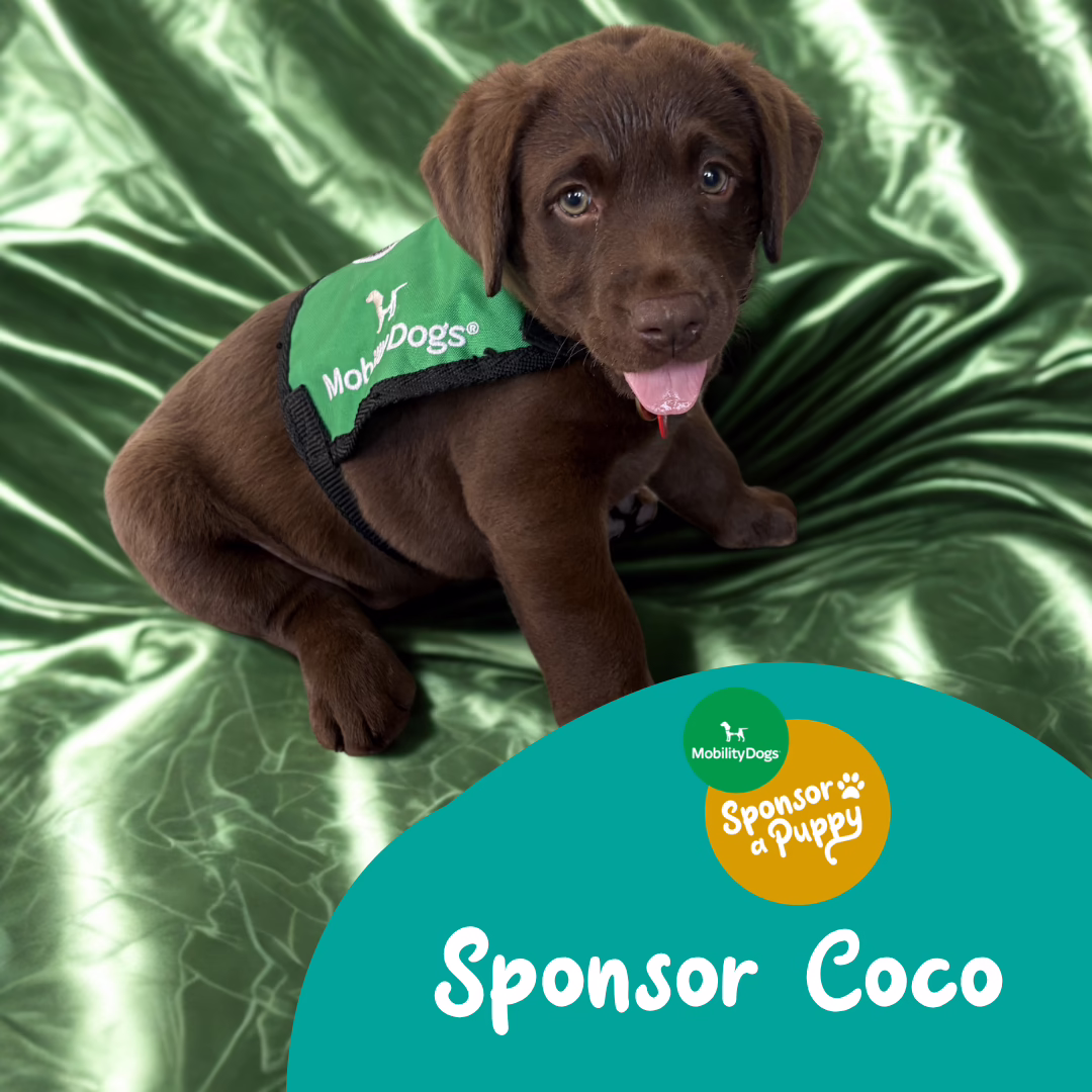 Coco a mummy dog feeding her tiny puppies