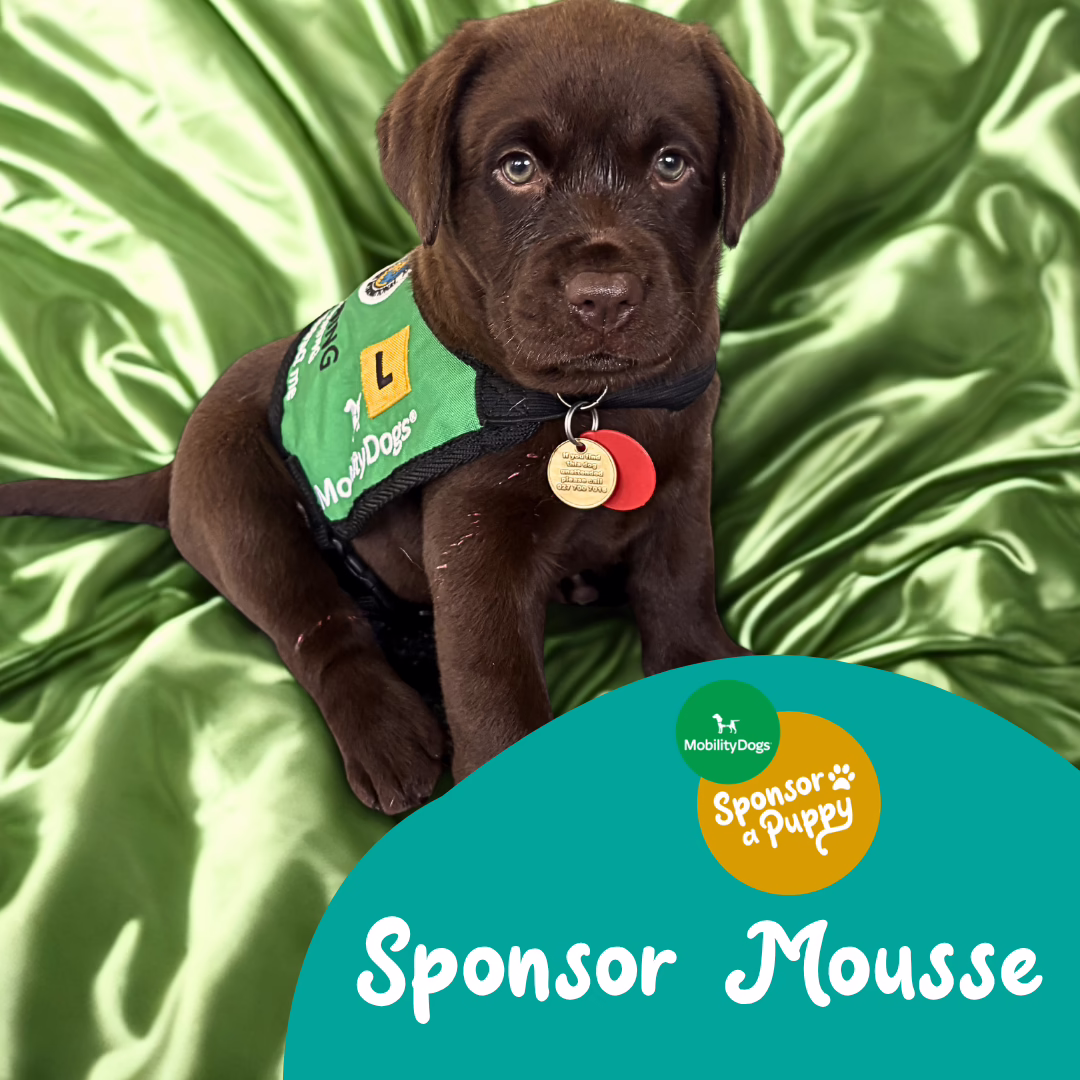 Mousse a mummy dog feeding her tiny puppies